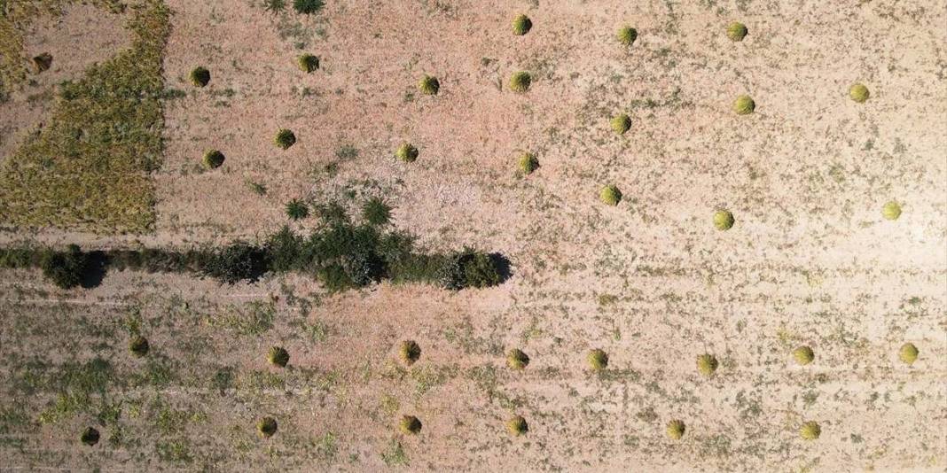 ‘Deli Memet’ esiyor, getirdiği iyot aromasını kazandırıyor! Hem makine hem el gücü: Bu hasat üreticiyi mutlu ediyor 2